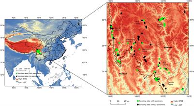 Elevational Diversity Patterns of Green Lacewings (Neuroptera: Chrysopidae) Uncovered With DNA Barcoding in a Biodiversity Hotspot of Southwest China